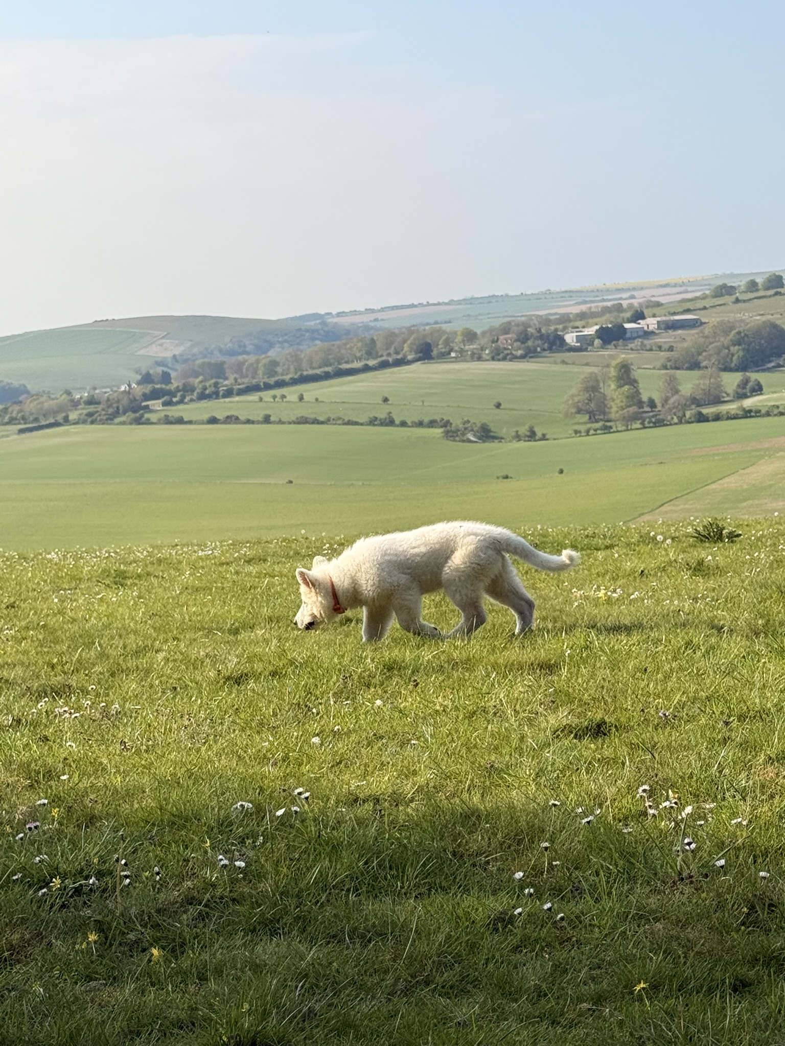 South Downs Photography