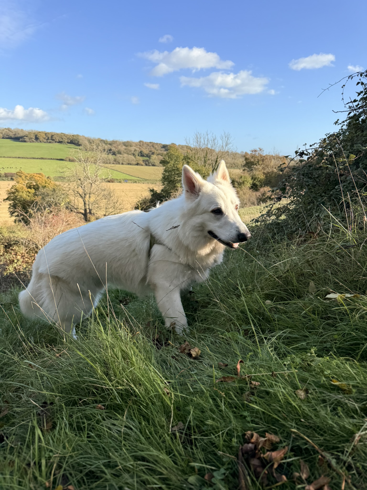 South Downs Photography
