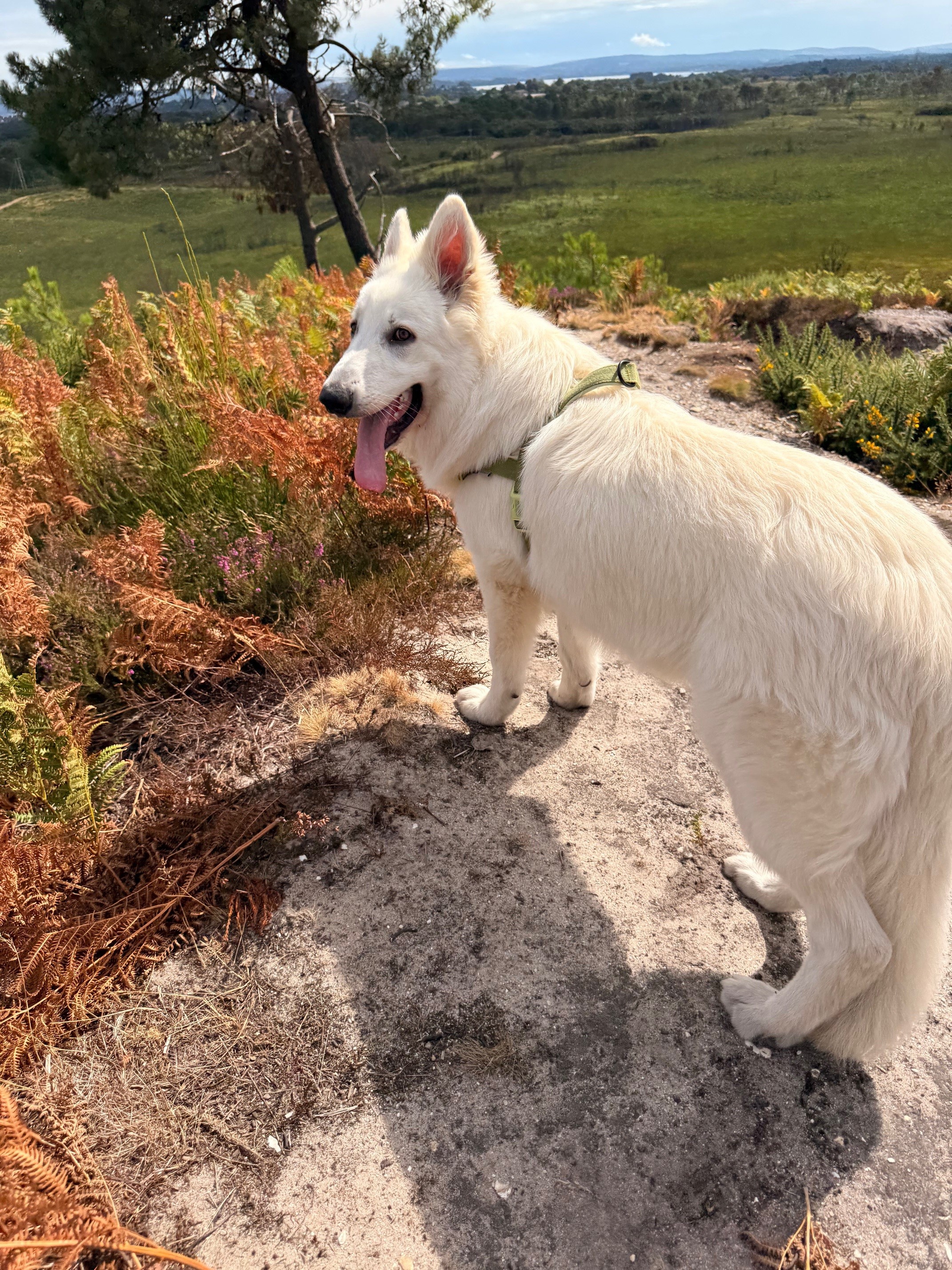 South Downs Landscape
